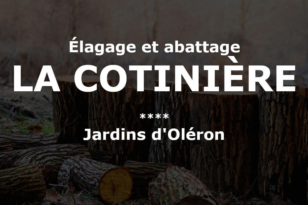Élagage et abattage d'arbres et pins à La Cotinière